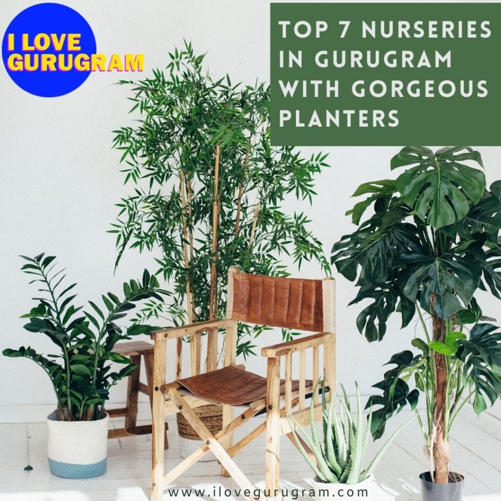 Top 7 Nurseries in gurugram with Gorgeous Planters