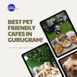 Best Pet Friendly Cafes In Gurugram!
